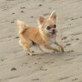 Chihuahua, langhaar