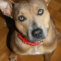 American Staffordshire Terrier