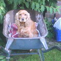 Engelse Cocker Spaniel