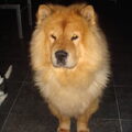 Chow chow