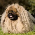 Pekingees