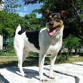 Braziliaanse Terrier