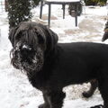 Middenslag Schnauzer, zwart