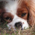 Cavalier King Charles Spaniel