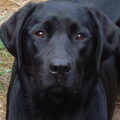 Labrador