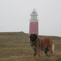 Leonberger