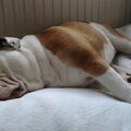Engelse Bulldog