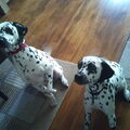 Dalmatische hond