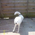 Zwitserse Witte Herder