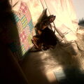 Dwergpinscher