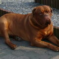 Bordeauxdog