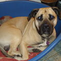 Cane Corso