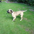 Cane Corso