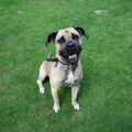 Cane Corso