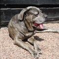 Cane Corso