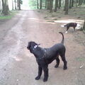 Riesenschnauzer, zwart