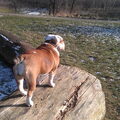 Engelse Bulldog