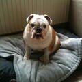 Engelse Bulldog