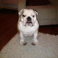 Engelse Bulldog