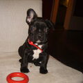 Franse Bulldog