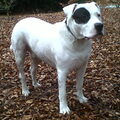 Dogo Argentino