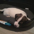 Jack Russell Terrier
