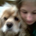 Amerikaanse Cockerspaniel