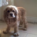 Amerikaanse Cockerspaniel