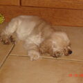 Amerikaanse Cockerspaniel