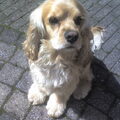 Amerikaanse Cockerspaniel