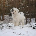 Tibetaanse Terrier