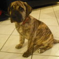 Dogo Canario