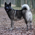 American Akita