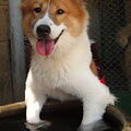 Thai Bankaew Dog