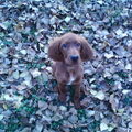 Ierse Setter