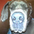 Duitse Dog, blauw