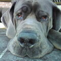 Duitse Dog, blauw