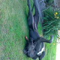 Duitse Dog, blauw
