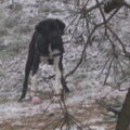 Engelse Pointer
