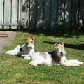 Foxterrier, draadhaar