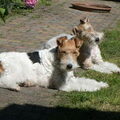 Foxterrier, draadhaar