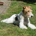 Foxterrier, draadhaar