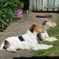 Foxterrier, draadhaar