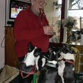Boston Terrier