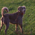 Weimaraner, langhaar