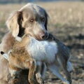 Weimaraner, langhaar