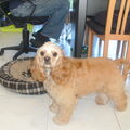 Amerikaanse Cockerspaniel