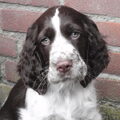 Engelse Springer Spaniel