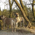 Bullmastiff