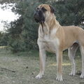 Bullmastiff